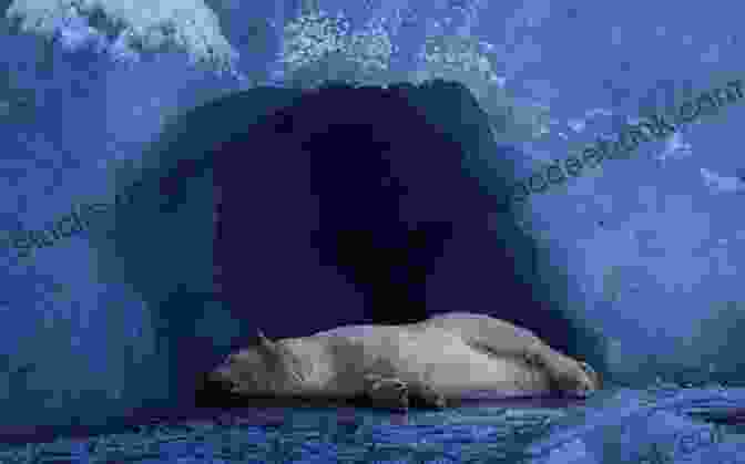 A Bear Sleeping In A Cave From Ard Varks To Zoes: An A To Z Of Wacky Wildlife Captured In Ridiculous Rhymes