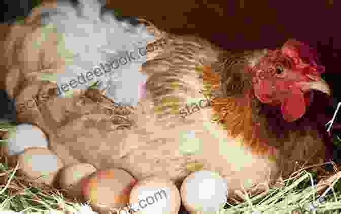 A Chicken Laying An Egg The World S Most Useful Animals Horses Cows Chickens And More Animal 2nd Grade Children S Animal