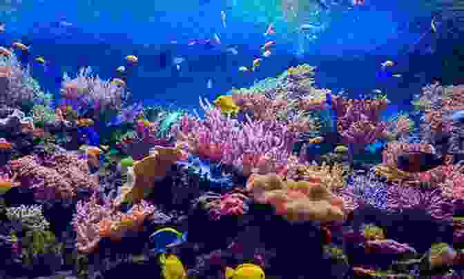 A Diverse Array Of Marine Life Swims Through A Coral Reef. Aquatic Resources And Health Management