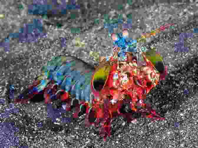 A Mantis Shrimp Displays Its Powerful Claws And Delicate Lace Like Appendages. Cayman Has Shrimp And Amphipods Isopods Mysids And Spiders: A Photographic Collection Of Shrimp And Related Creatures Found By The Authors While Diving Grand Cayman (Cayman Underwater 4)