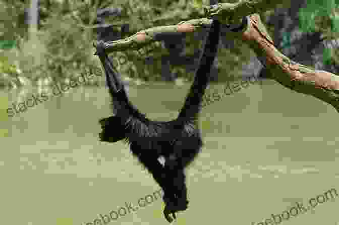 A Monkey Swinging From A Tree From Ard Varks To Zoes: An A To Z Of Wacky Wildlife Captured In Ridiculous Rhymes
