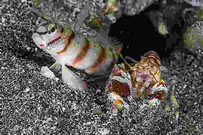 A Pistol Shrimp And Goby Engaged In Their Mutualistic Relationship. Cayman Has Shrimp And Amphipods Isopods Mysids And Spiders: A Photographic Collection Of Shrimp And Related Creatures Found By The Authors While Diving Grand Cayman (Cayman Underwater 4)