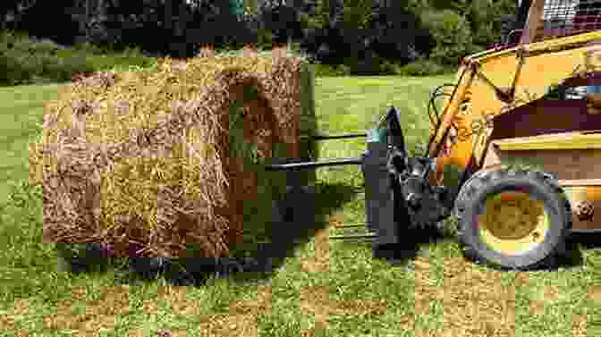 A Skid Steer Loading Hay Into A Feeder On A Farm Skid Steers Go To Work (Farm Machines At Work)