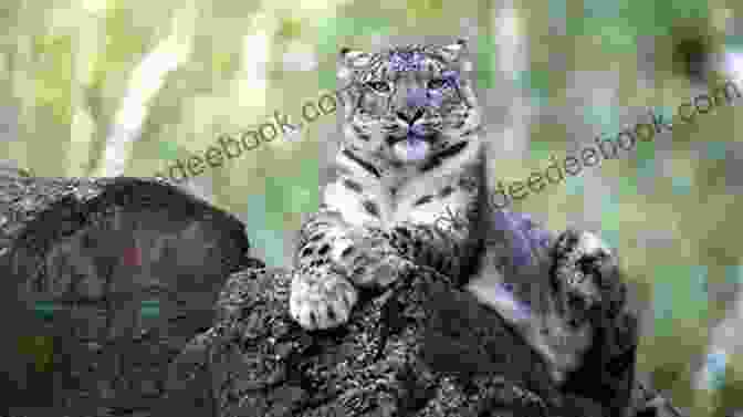 A Snow Leopard Sitting On A Rock. The Ice Ghost (The Rewilding Reports 2)