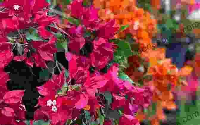 A Vibrant Display Of Bougainvillea Flowers Blooming In A Lush Garden In Jamaica Where The Bougainvillea Grows Gary Cleaver