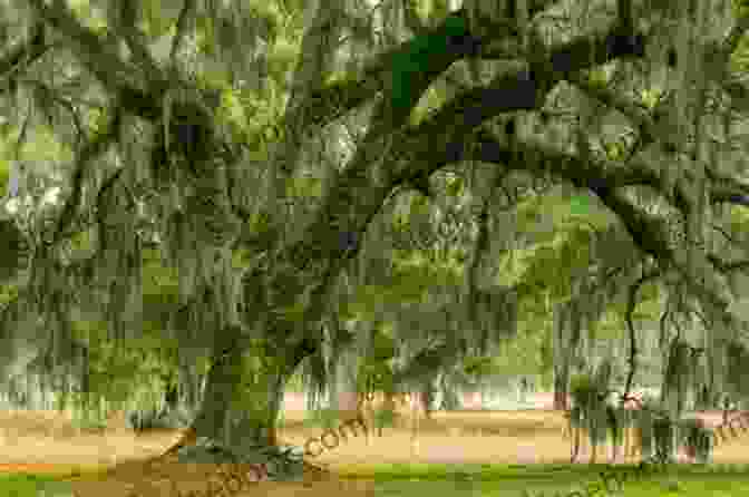 A View Of The Old Spanish Trail In Nick Russell, With Live Oaks Draped In Spanish Moss Overlooked Florida Nick Russell