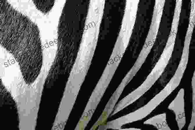 A Zebra With Black And White Stripes From Ard Varks To Zoes: An A To Z Of Wacky Wildlife Captured In Ridiculous Rhymes