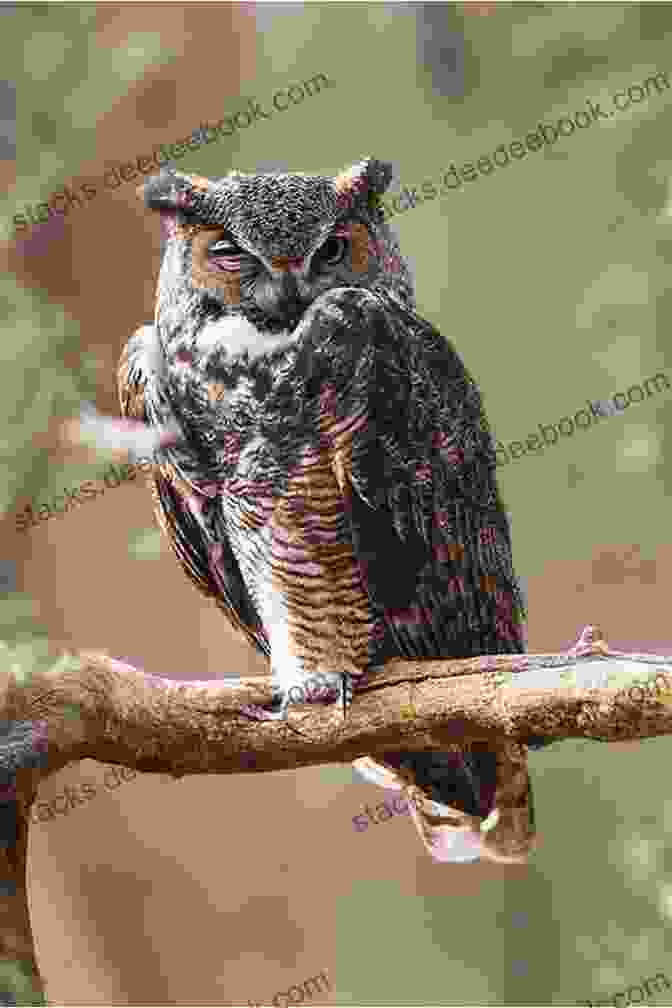 An Owl Perched On A Branch From Ard Varks To Zoes: An A To Z Of Wacky Wildlife Captured In Ridiculous Rhymes