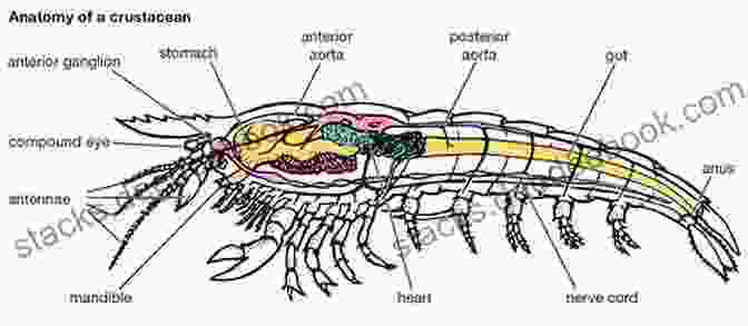 Comparative Anatomy Of Different Crustaceans, Highlighting Their Shared Ancestry. Cayman Has Shrimp And Amphipods Isopods Mysids And Spiders: A Photographic Collection Of Shrimp And Related Creatures Found By The Authors While Diving Grand Cayman (Cayman Underwater 4)