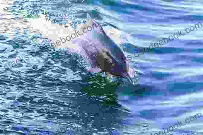 Conservation Status And Threats Facing Humpback Dolphins Humpback Dolphins (Sousa Spp ): Current Status And Conservation Part 2 (Advances In Marine Biology 73)