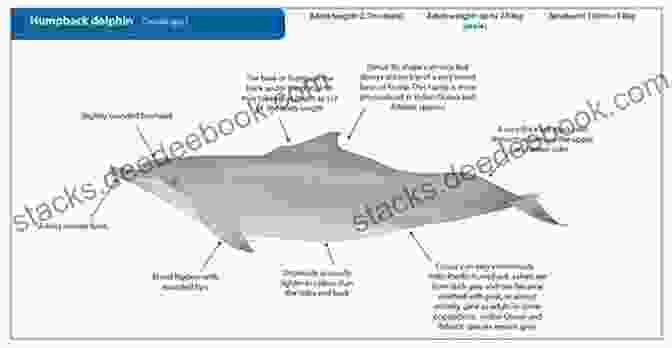Distinctive Physical Attributes Of Humpback Dolphins, Featuring A Rounded Dorsal Fin And Prominent Hump Humpback Dolphins (Sousa Spp ): Current Status And Conservation Part 2 (Advances In Marine Biology 73)