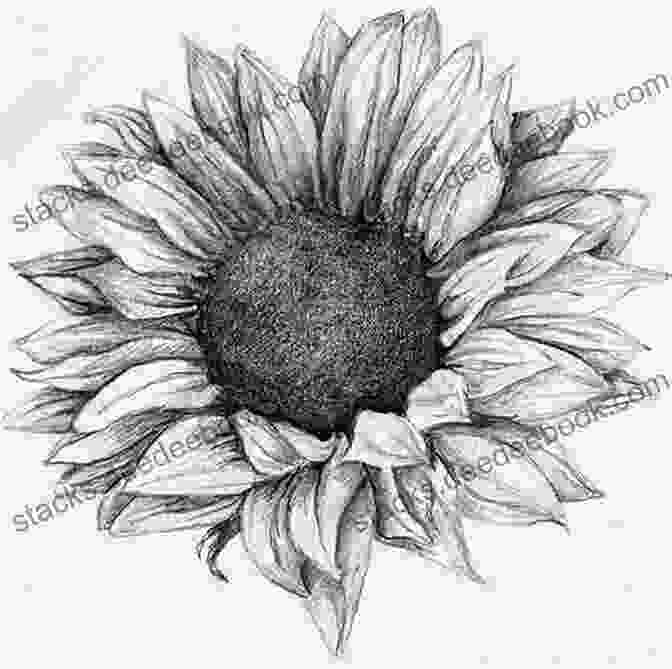 Drawing Of A Sunflower By Mark Bergin How To Draw Flowers Mark Bergin