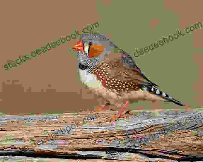Fallow Taeniopygia Guttata Zebra Finch A Guide To Zebra Finches Their Colour Varieties Management And Breeding