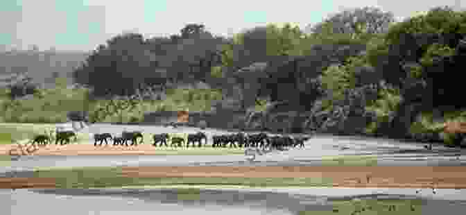 Herd Of Elephants Crossing A River In Kruger National Park, South Africa Travel In South Africa Jack Sanders