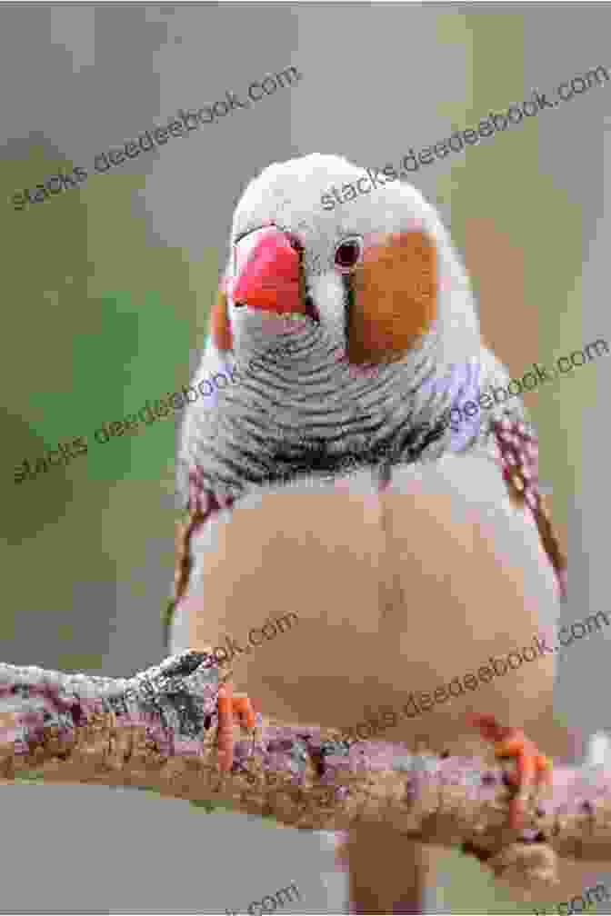 Natural Taeniopygia Guttata Zebra Finch A Guide To Zebra Finches Their Colour Varieties Management And Breeding