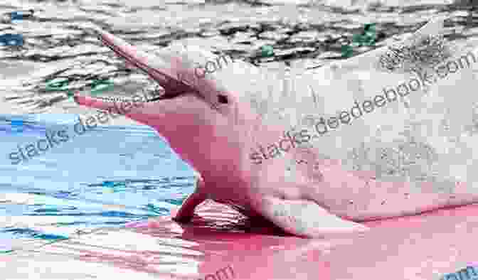 Remarkable Adaptations Of Humpback Dolphins, Enabling Them To Thrive In Their Marine Environment Humpback Dolphins (Sousa Spp ): Current Status And Conservation Part 2 (Advances In Marine Biology 73)