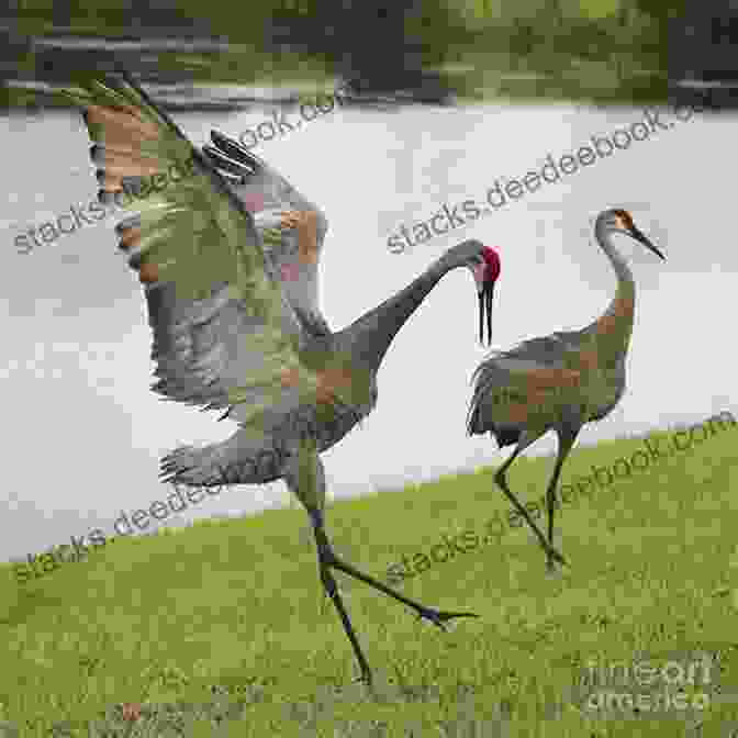 Sandhill Cranes Performing Their Elaborate Courtship Dance. Counted Cross Stitch Pattern: Sandhill Crane Bird By John James Audubon PROFESSIONALLY EDITED Image (Audubon Bird Series)