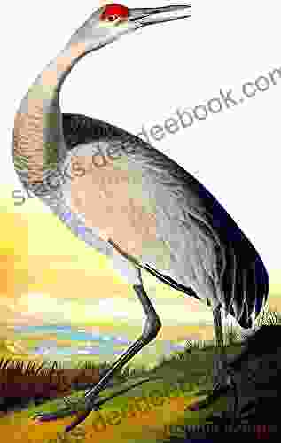 Counted Cross Stitch Pattern: Sandhill Crane Bird By John James Audubon PROFESSIONALLY EDITED Image (Audubon Bird Series)
